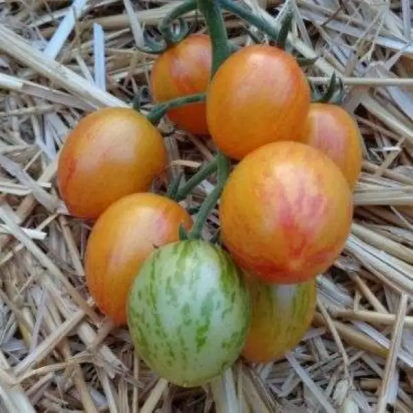 Tomaten: Golden Bumble Bee