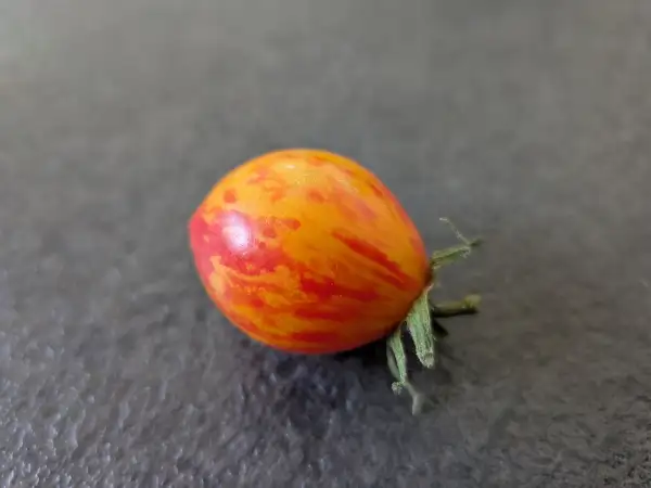 Tomaten: Golden Bumblebee