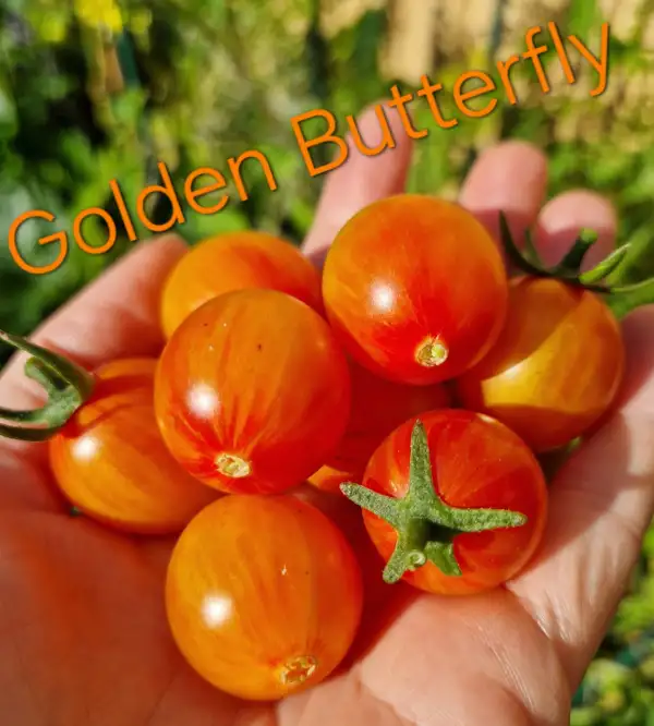 Tomaten: GOLDEN BUTTERFLY