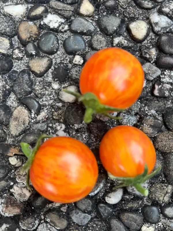 Tomaten: GOLDEN BUTTERFLY
