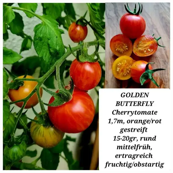 Tomaten: GOLDEN BUTTERFLY