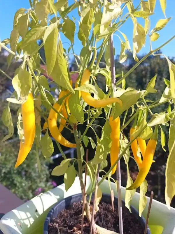 Chili / Paprika: Golden Cajenne