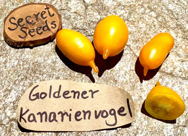 Tomaten: Golden Canary