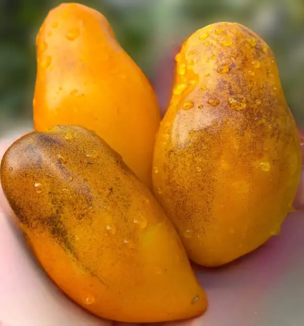 Tomaten: Golden Candle