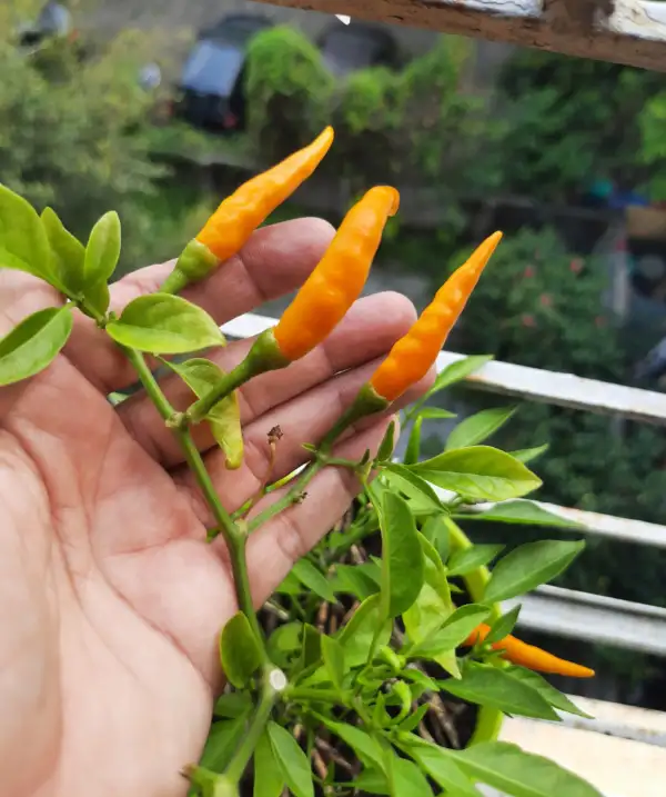 Chili / Paprika: Golden Cayenne