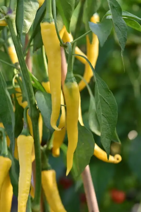 Chili: Golden Cayenne