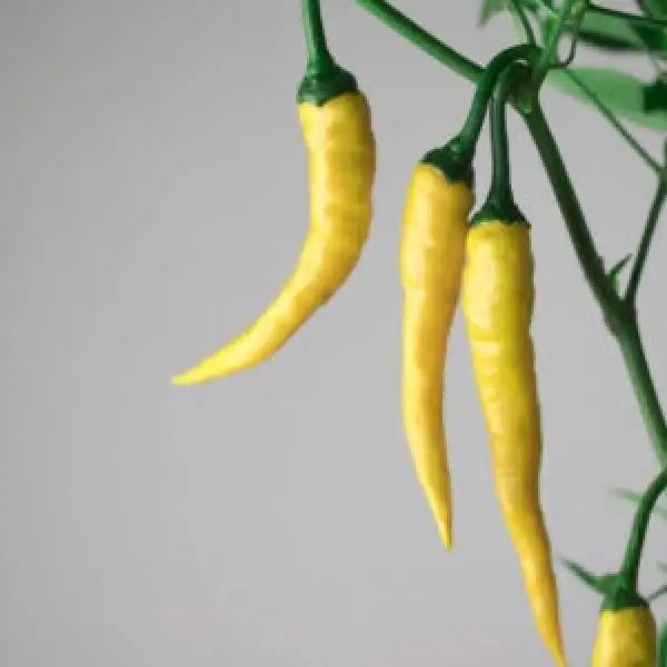 Chili: Golden Cayenne