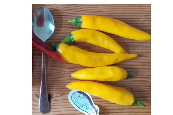 Chili: Golden Cayenne