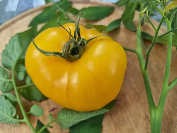 Tomaten: Golden Champion