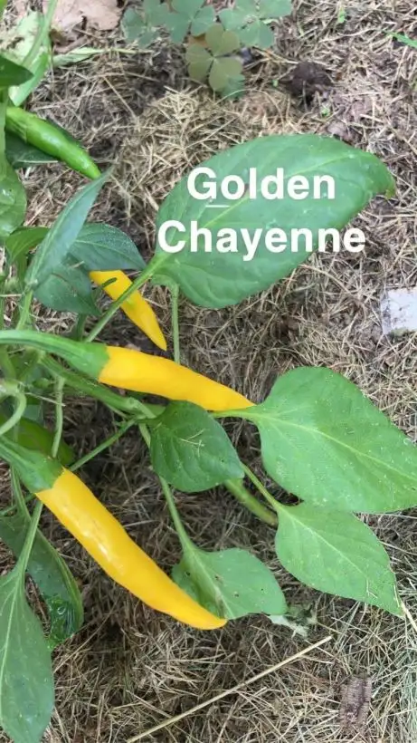 Chili / Paprika: Golden Chayenne Schärfegrad 6-8