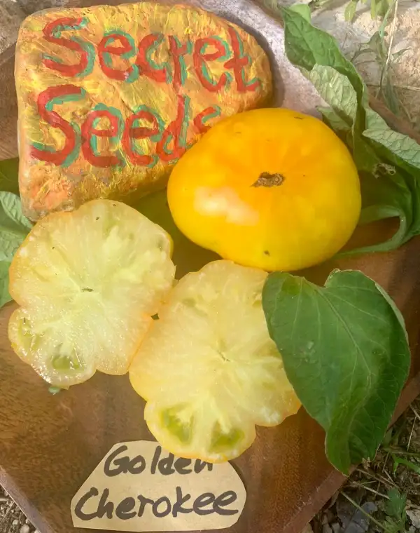 Tomaten: Golden Cherokee