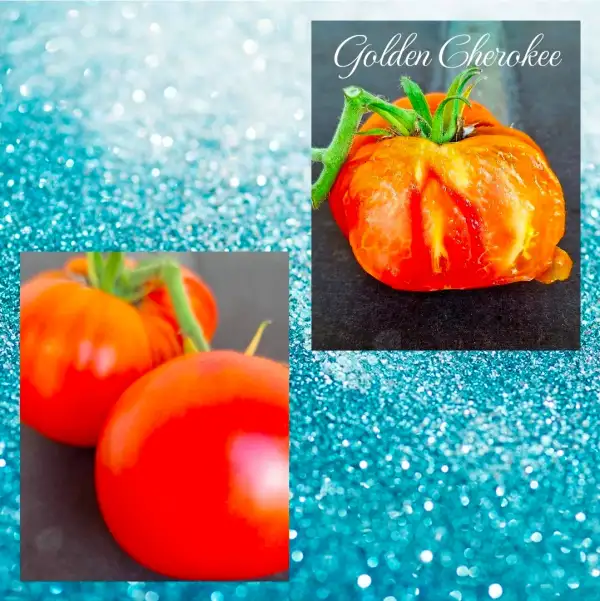 Tomaten: Golden Cherokee