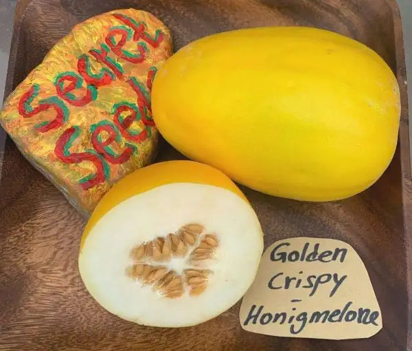 Melonen: Golden Crispy Melone