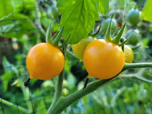 Tomaten: Golden Currant