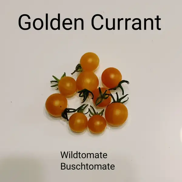 Tomaten: Golden Currant