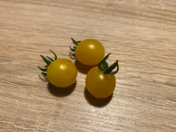 Tomaten: Golden Currant