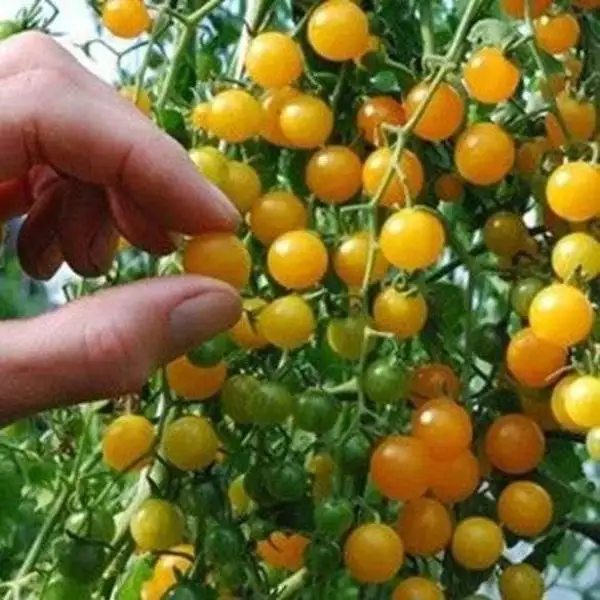 Tomaten: Golden Currant