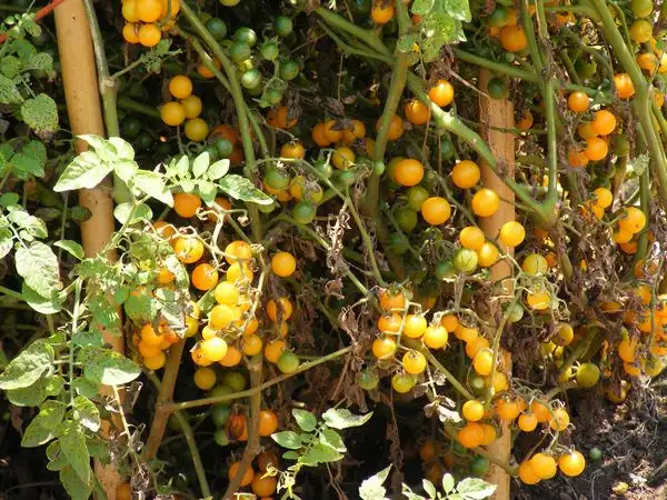 Tomaten: Golden Currant