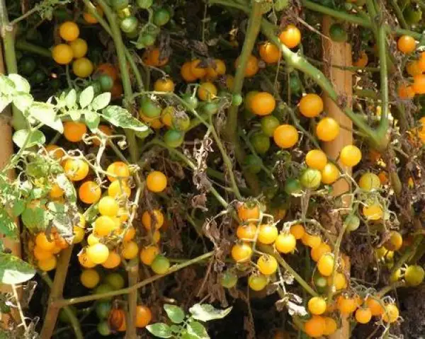 Tomaten: Golden Currant
