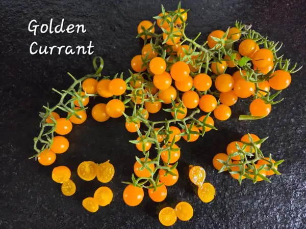 Tomaten: Golden Currant