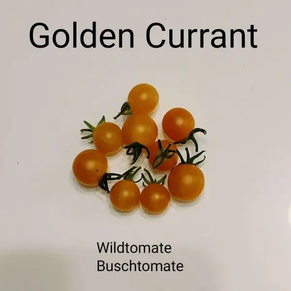 Tomaten: Golden Currant