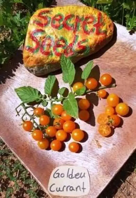 Tomaten: Golden Currant