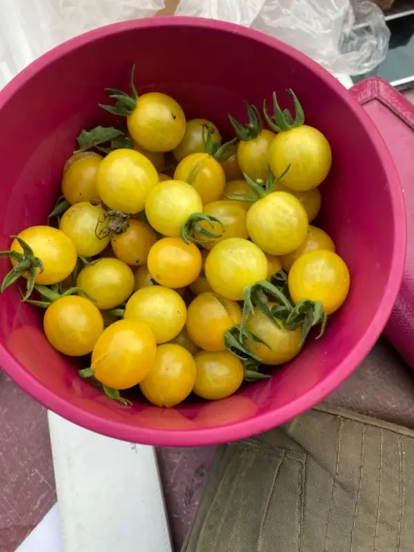 Tomaten: Golden Currant