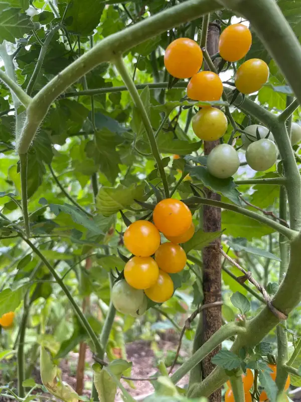 Tomaten: Golden Currant (Johannisbeertomate)