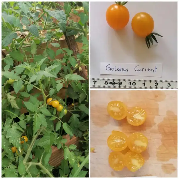 Tomaten: Golden Currant (Wildtomate)