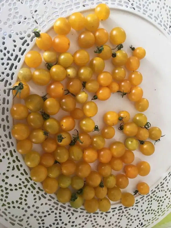 Tomaten: Golden Currant, Wildtomate ♡