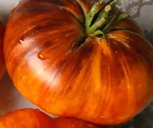 Tomaten: Golden Doublet