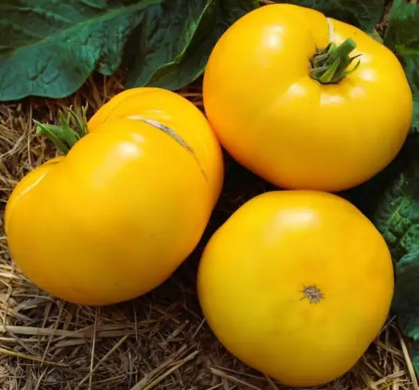 Tomaten: Golden Gipsy