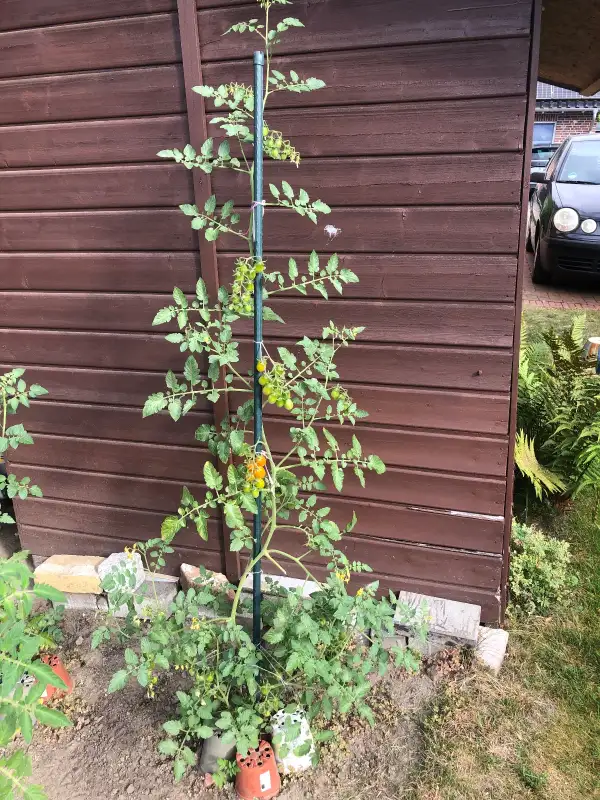 Tomaten: Golden Grape