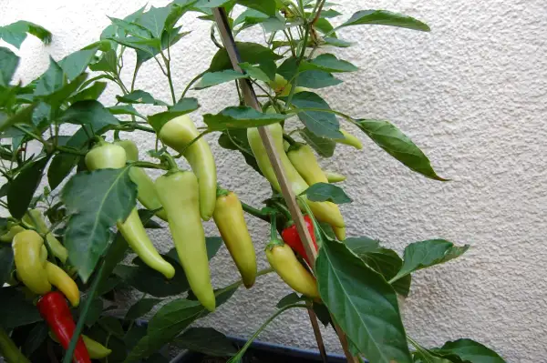 Chili / Paprika: Golden Greek