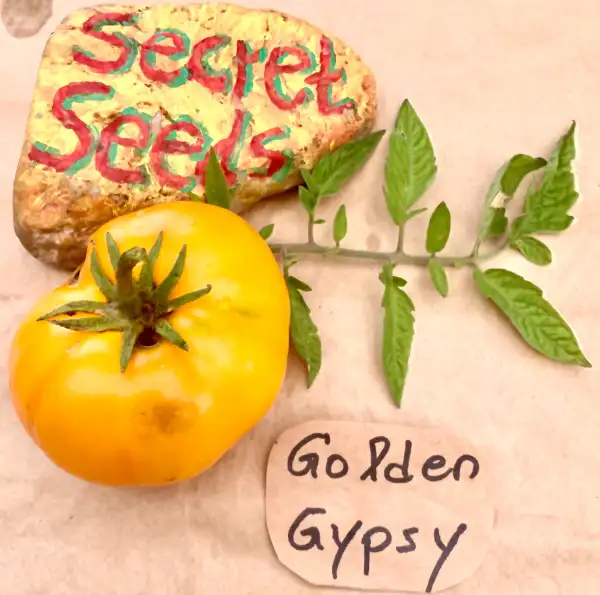 Tomaten: Golden Gypsy