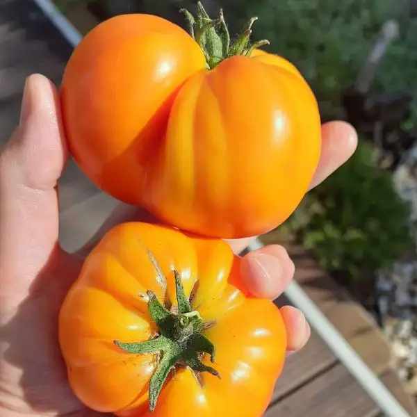 Tomaten: Golden Gypsy (Dwarf)