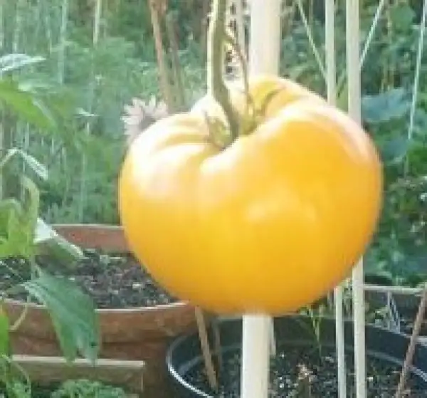 Tomaten: Golden Heart Dwarf