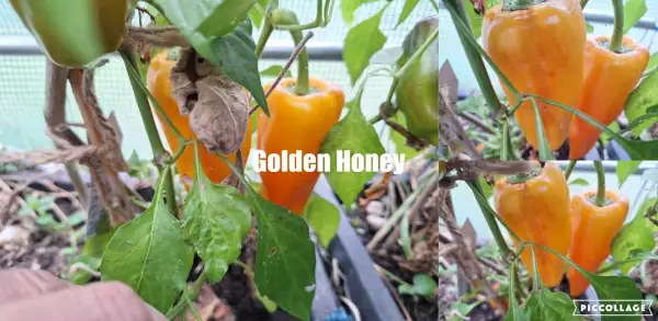 Paprika: Golden Honey - Paprika
