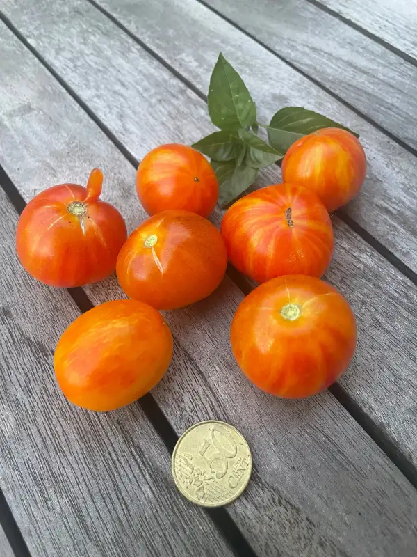 Tomaten: Golden Hour - Mikrodwarf