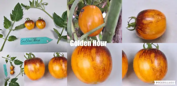Tomaten: Golden Hour - Zwergtomate