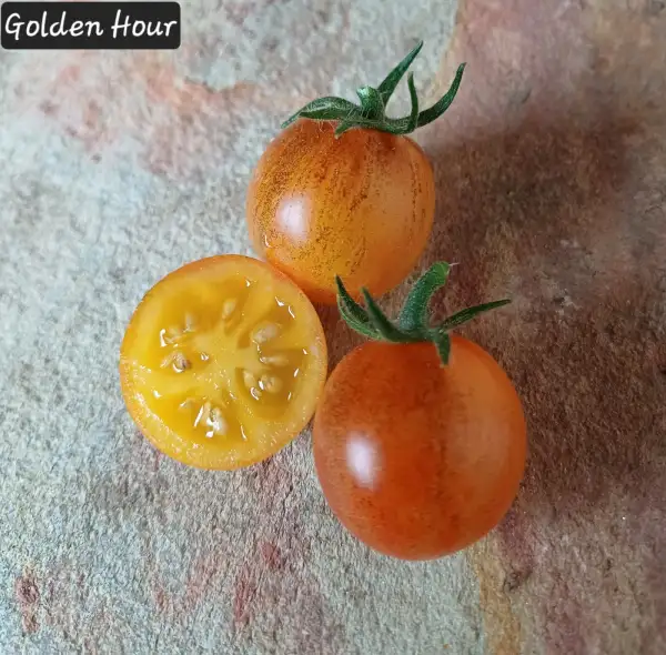 Tomaten: Golden Hour