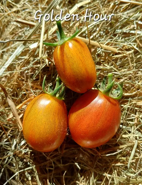 Tomaten: Golden Hour