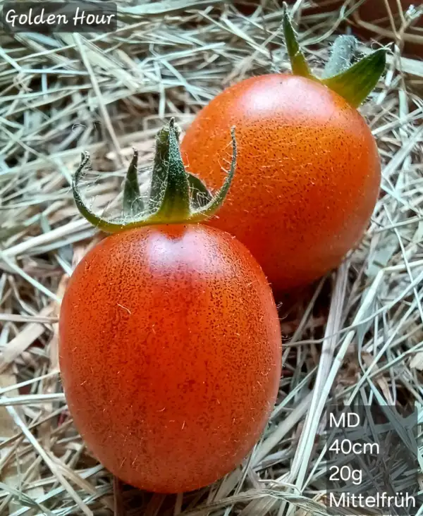 Tomaten: Golden Hour