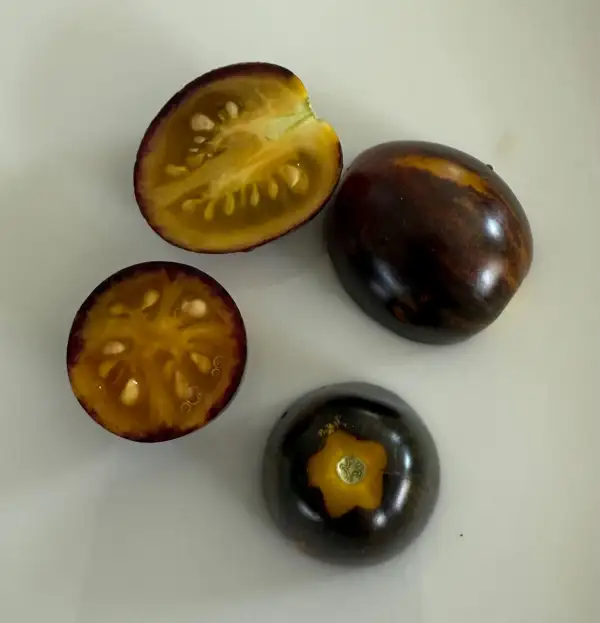 Tomaten: Golden Hour