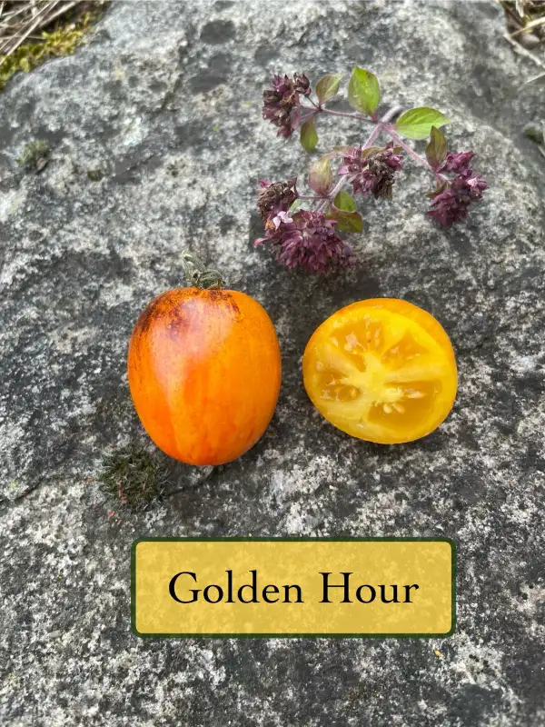 Tomaten: Golden Hour