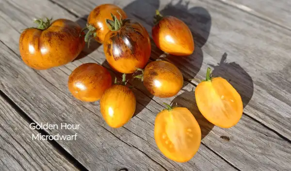 Tomaten: Golden Hour