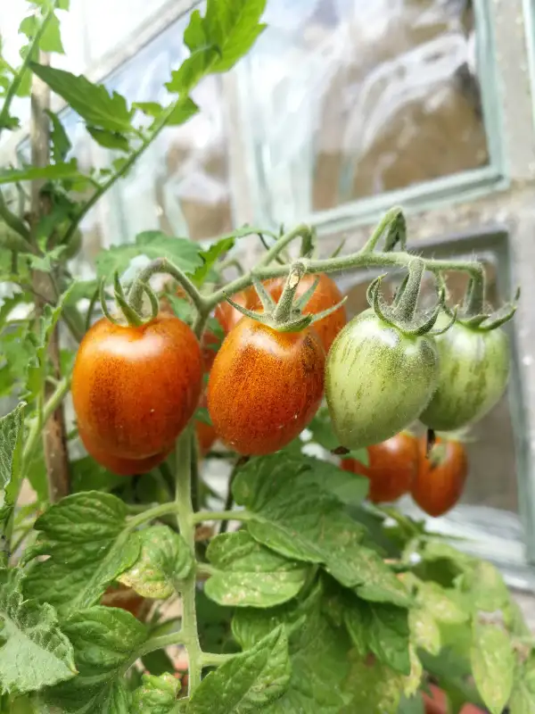 Tomaten: Golden Hour