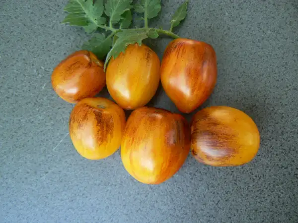 Tomaten: Golden Hour