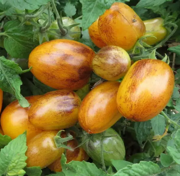 Tomaten: Golden Hour