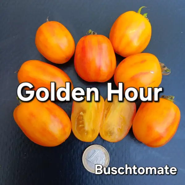 Tomaten: Golden Hour